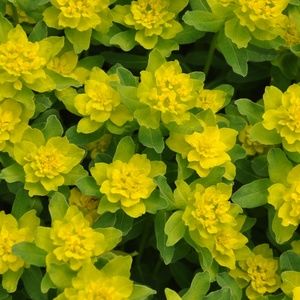 Meet your Posher, Kasara